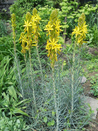 Asphodeline lutea
