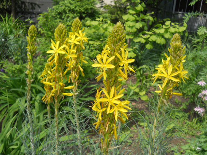 Asphodeline lutea - Flora_2015