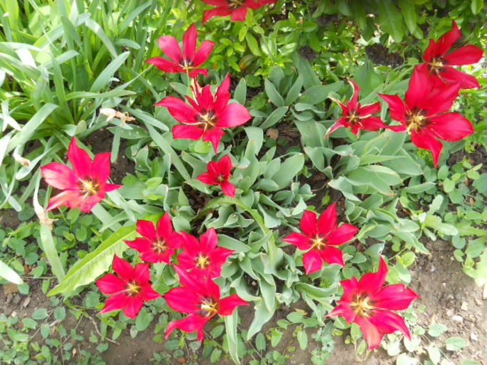 Tulip