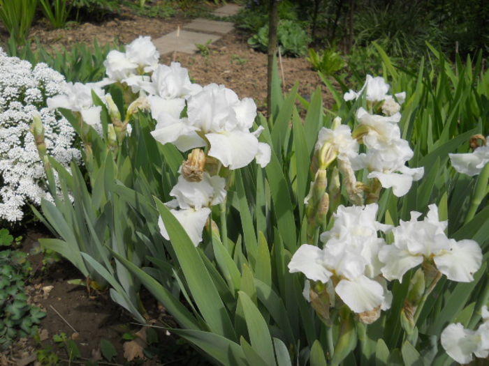 Iris
