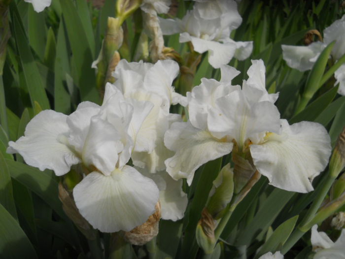Iris