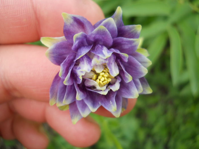 Aquilegia