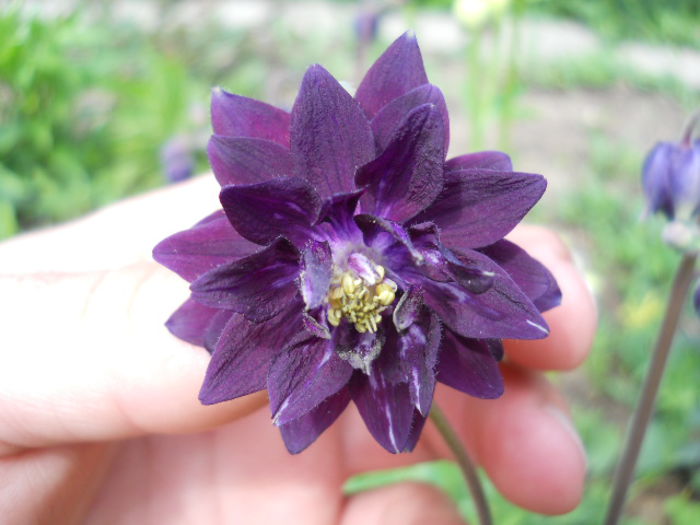 Aquilegia