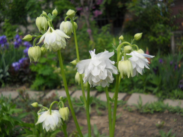 Aquilegia