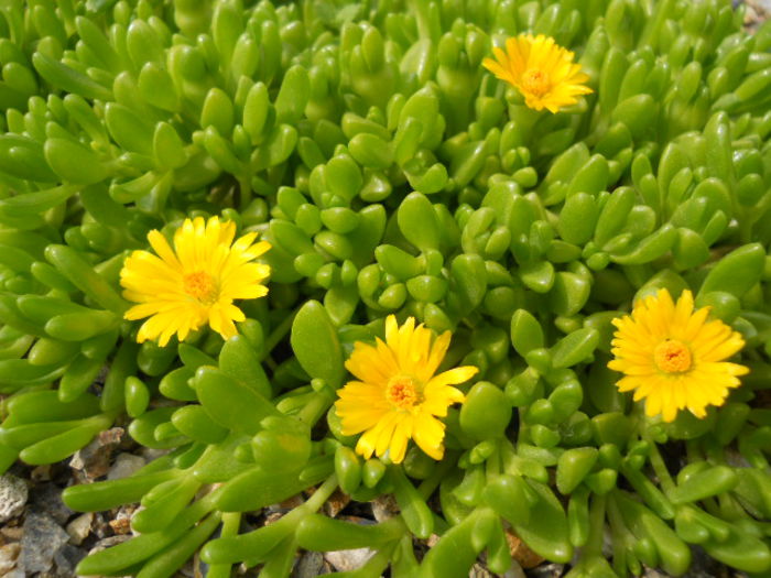Delosperma nubidenum?