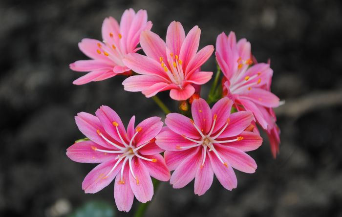  - 2015 plantele mele