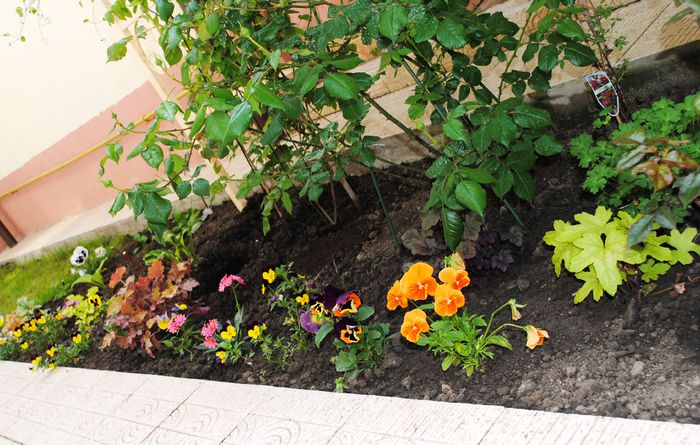 zona in lucru.. - 2015 plantele mele