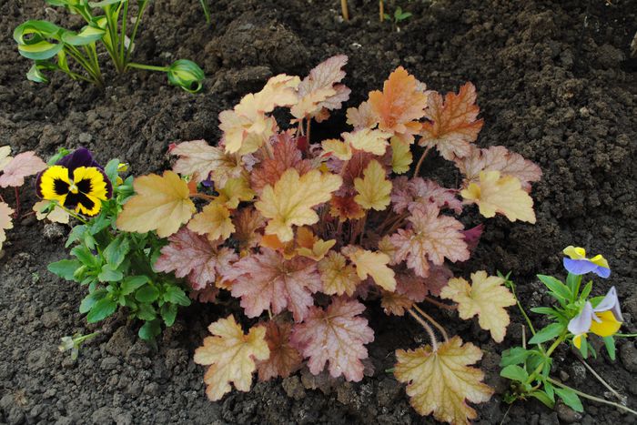heuchera ginger peach - 2015 plantele mele