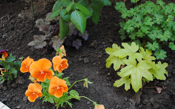 heucherella_Alabama_Sunrise,geranium,panselute.. - 2015 plantele mele