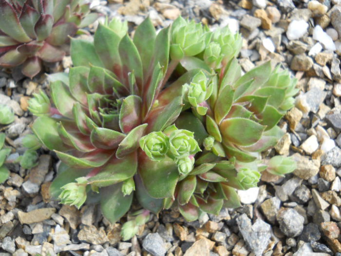 DSCN4446 - Sempervivum 2015