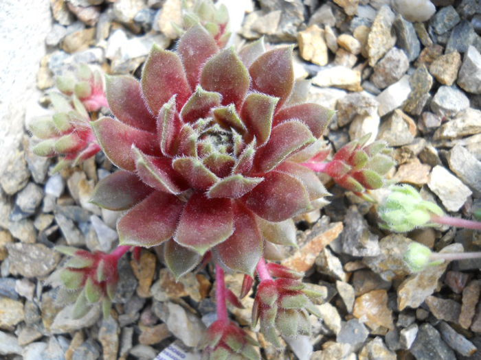 DSCN4447 - Sempervivum 2015