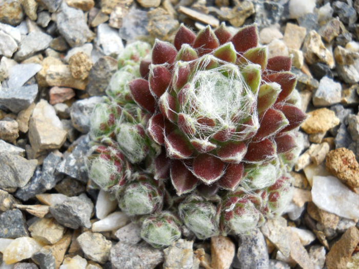 DSCN4448 - Sempervivum 2015