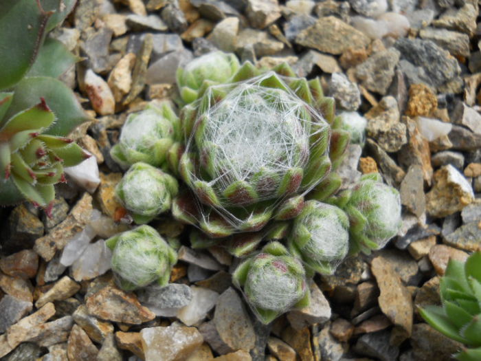 DSCN4449 - Sempervivum 2015