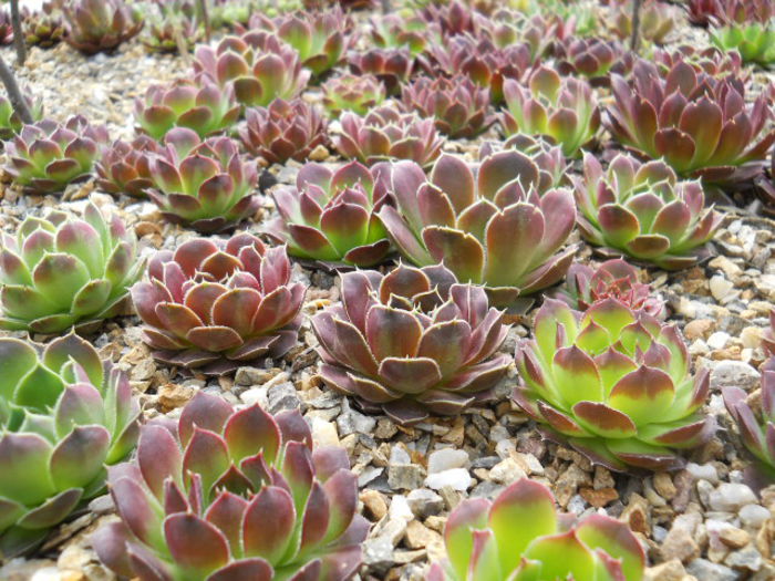 DSCN4450 - Sempervivum 2015