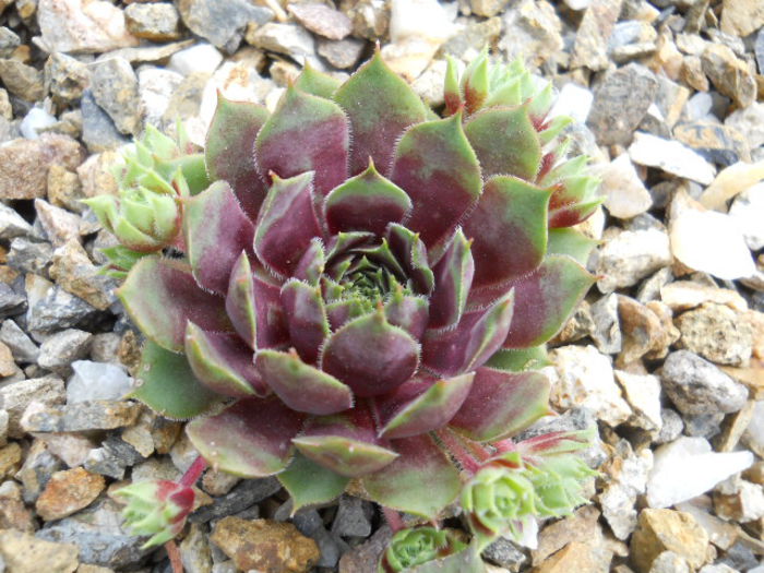 DSCN4454 - Sempervivum 2015