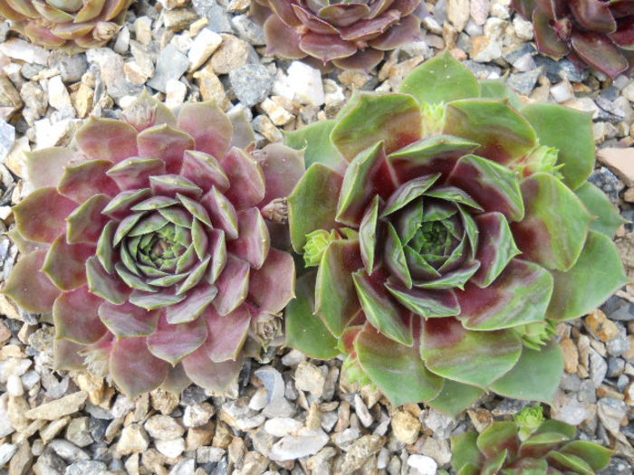 DSCN4456 - Sempervivum 2015