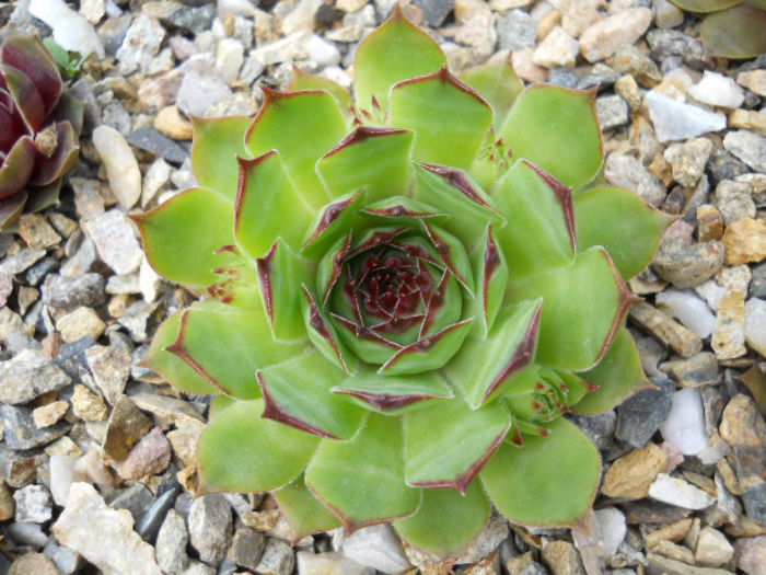 DSCN4458 - Sempervivum 2015