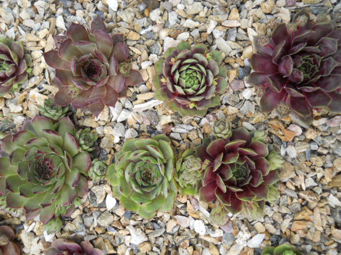 DSCN4459 - Sempervivum 2015