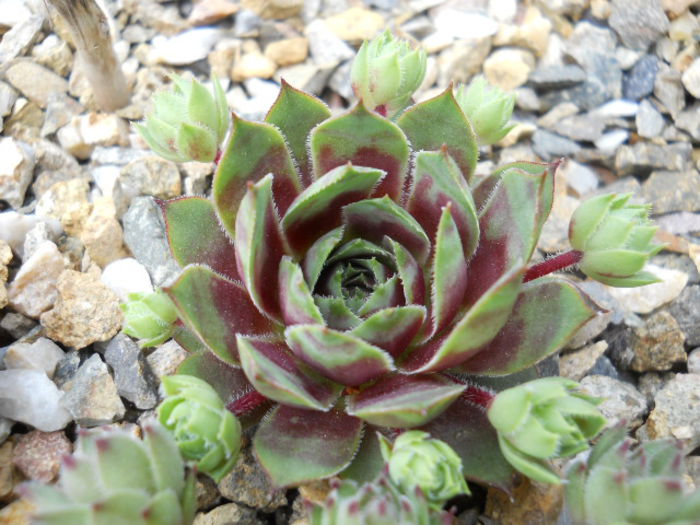 DSCN4461 - Sempervivum 2015