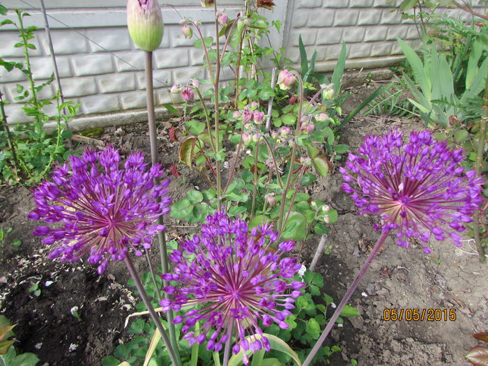 Alium