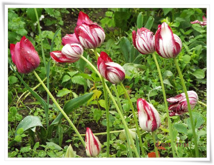 DSCF0179 - flori 2015