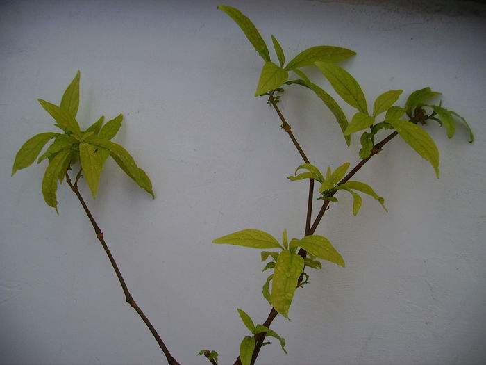 Pachystachys