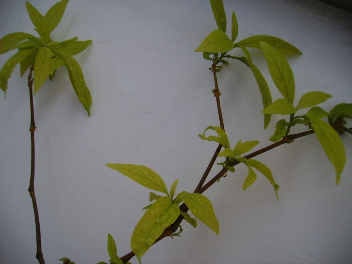 Pachystachys