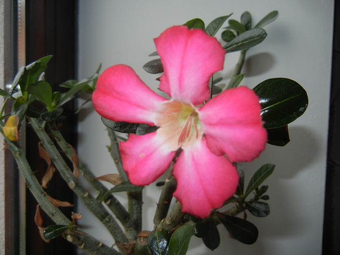 Adenium obesum Anouk (2015, April 14)