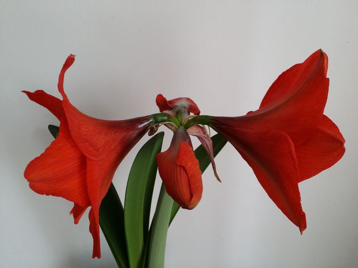 (3) - Amaryllis 2015