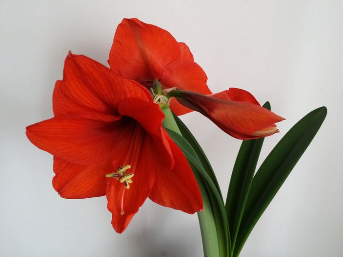 20150506_173821 - Amaryllis 2015