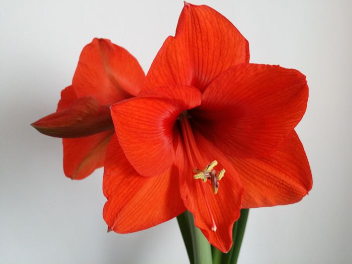 20150506_173626 - Amaryllis 2015