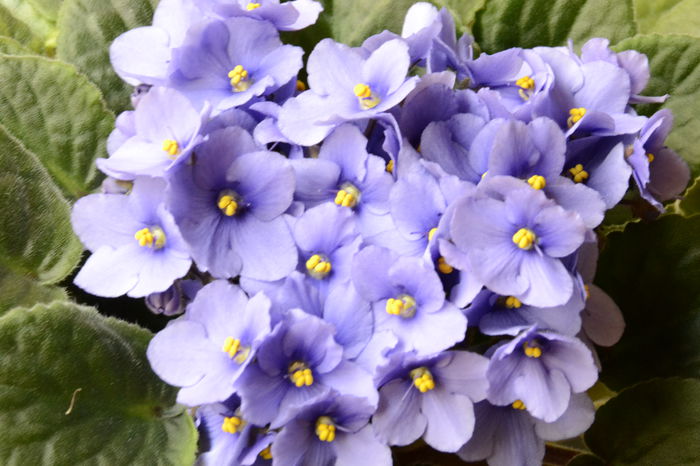 _DSC0732 - violete 2015