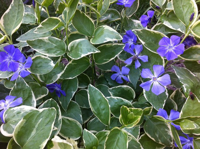 Vinca - primavara