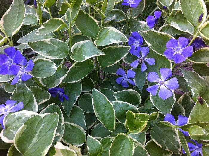 Vinca