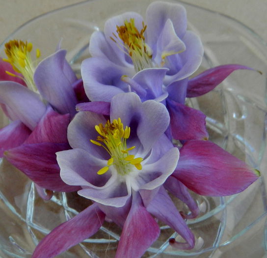  - Aquilegii