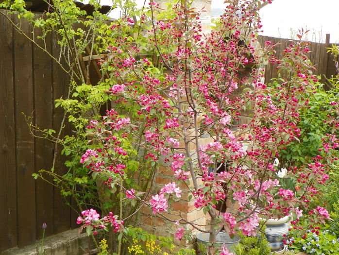 malus Rudolph - Copacei si arbusti 2015