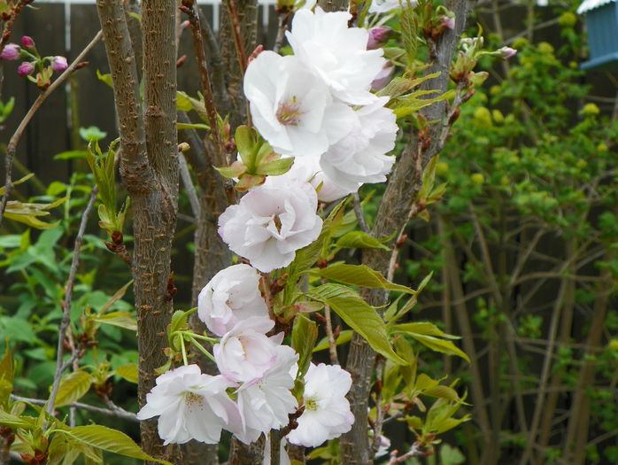 prunus Amanogawa - Copacei si arbusti 2015