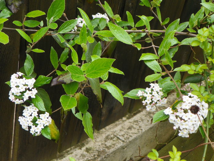 viburnum burkwoodi - Copacei si arbusti 2015