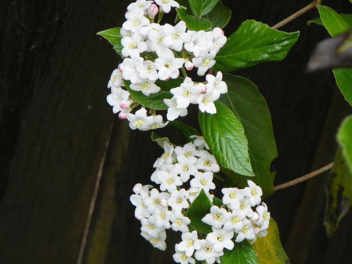 viburnum burkwoodi - Copacei si arbusti 2015