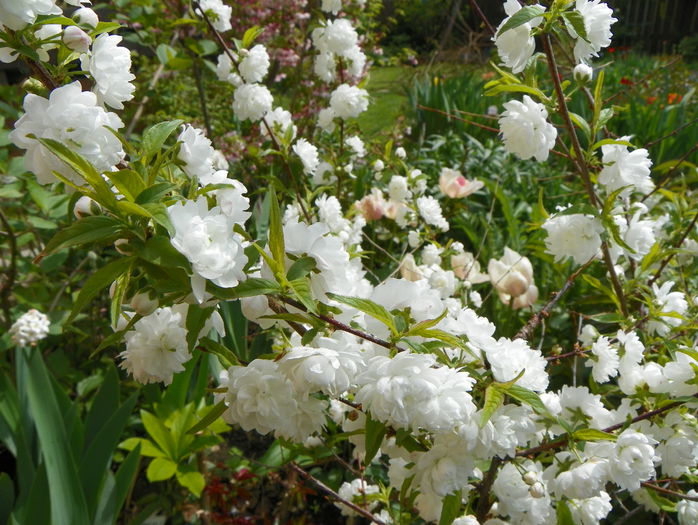 prunus gland. Alba Plena - Copacei si arbusti 2015