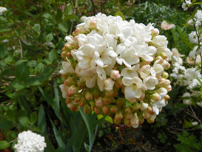 viburnum carlcephalum - Copacei si arbusti 2015