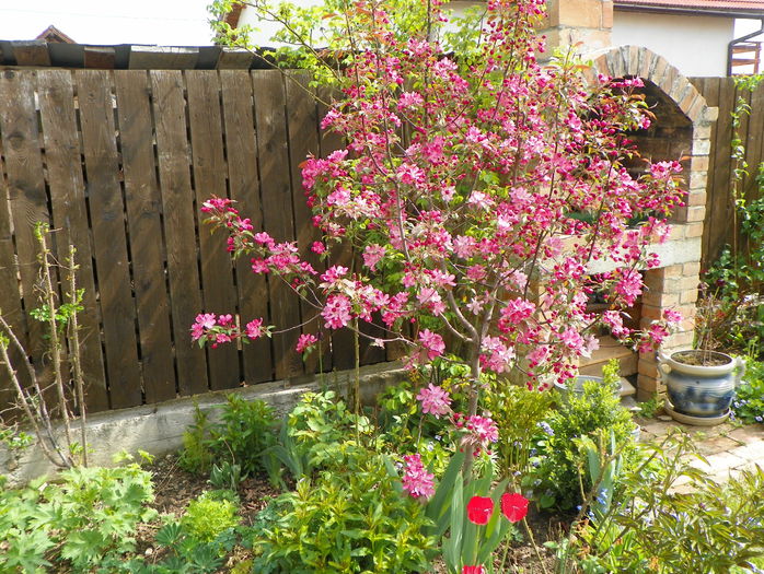 malus Rudolph - Copacei si arbusti 2015