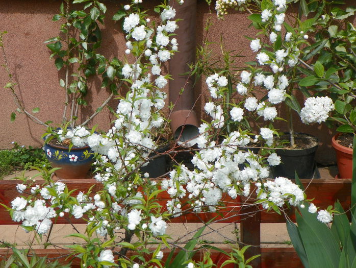 prunus gland. Alba Plena - Copacei si arbusti 2015