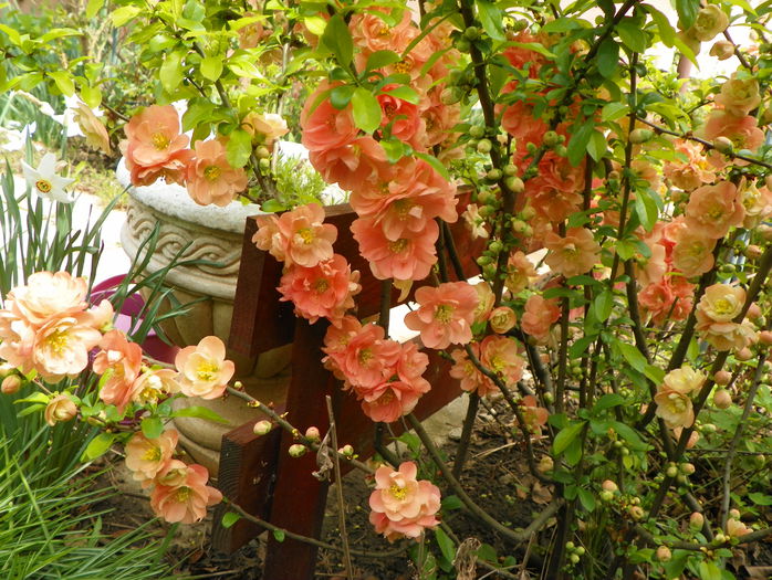 chaenomeles Cameo - Copacei si arbusti 2015