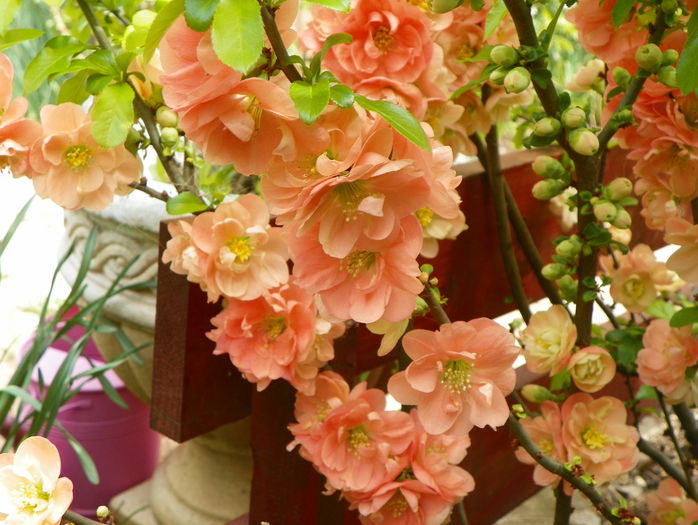 chaenomeles Cameo - Copacei si arbusti 2015