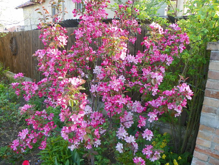 malus Rudolph - Copacei si arbusti 2015