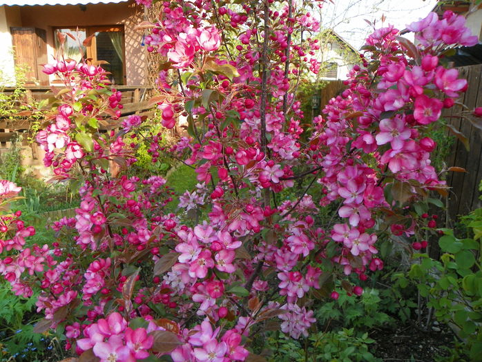 malus Rudolph - Copacei si arbusti 2015