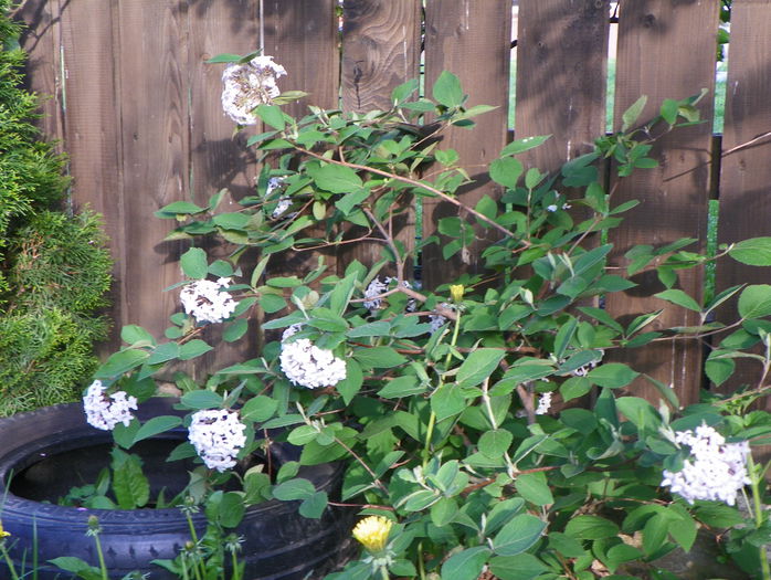 viburnum carlesii - Copacei si arbusti 2015