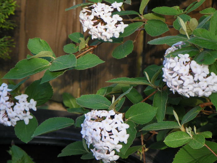 viburnum carlesii - Copacei si arbusti 2015