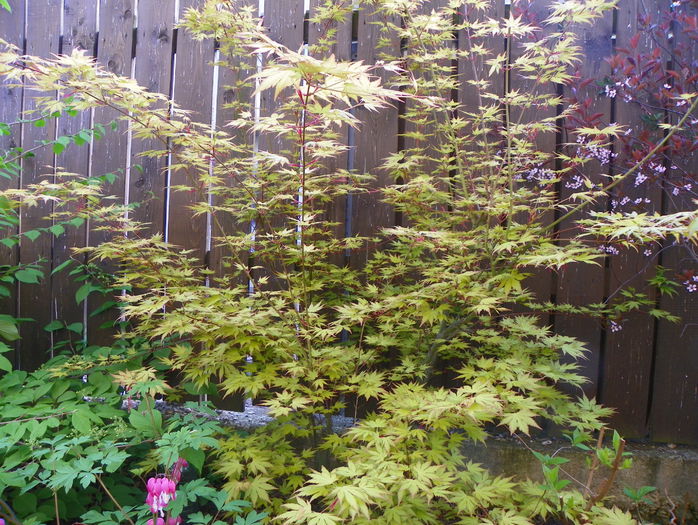 acer Orange Dream - Copacei si arbusti 2015